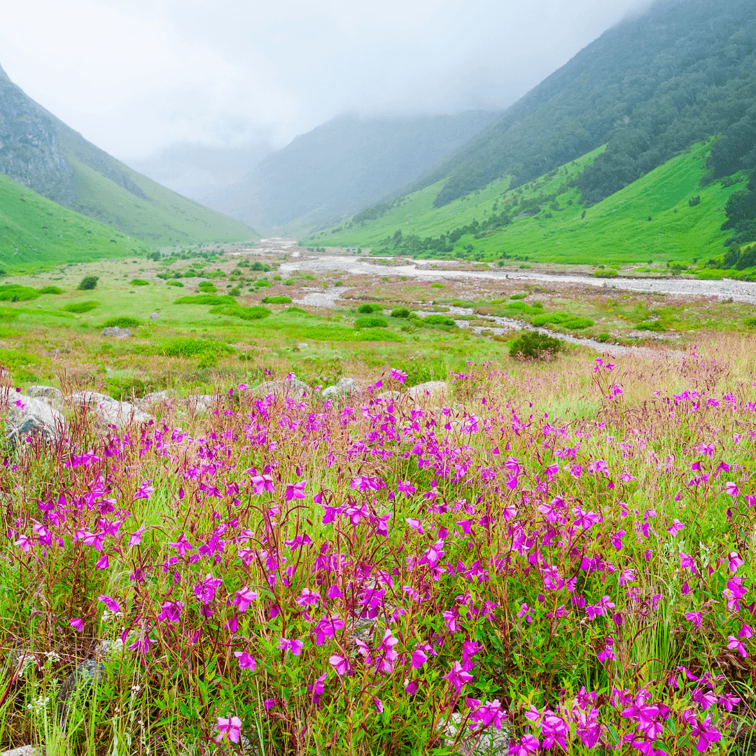 Valley Of Flowers Queer Trip