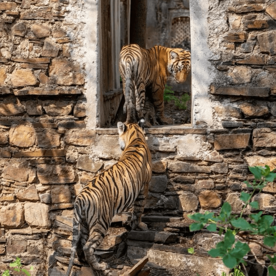 Rajasthan Queer Trip