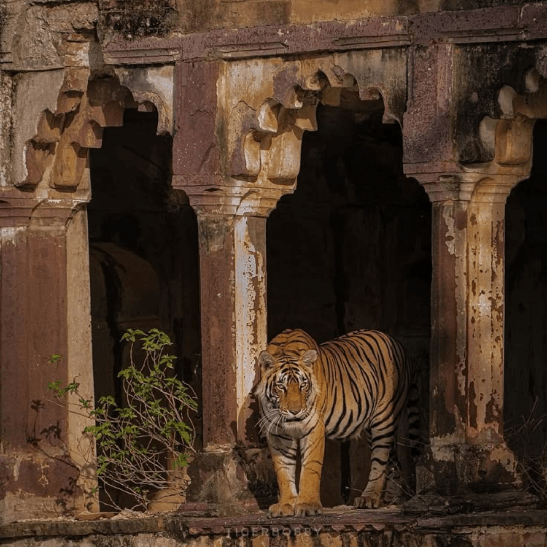 Rajasthan Queer Trip